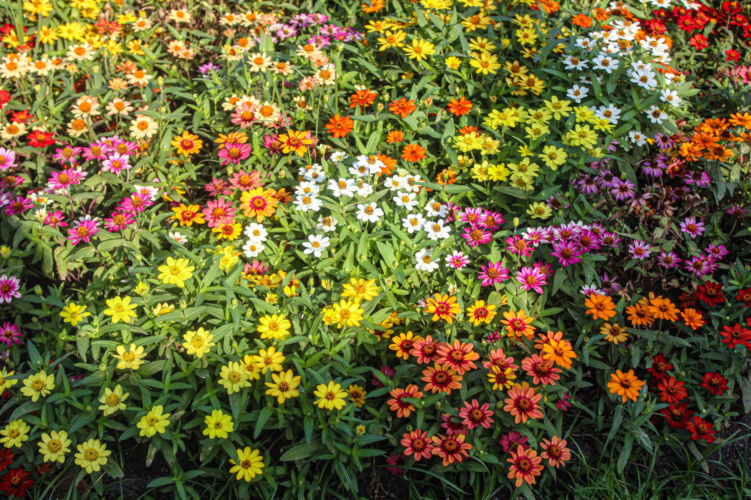 Champ de zinnias vibrants aux couleurs arc-en-ciel