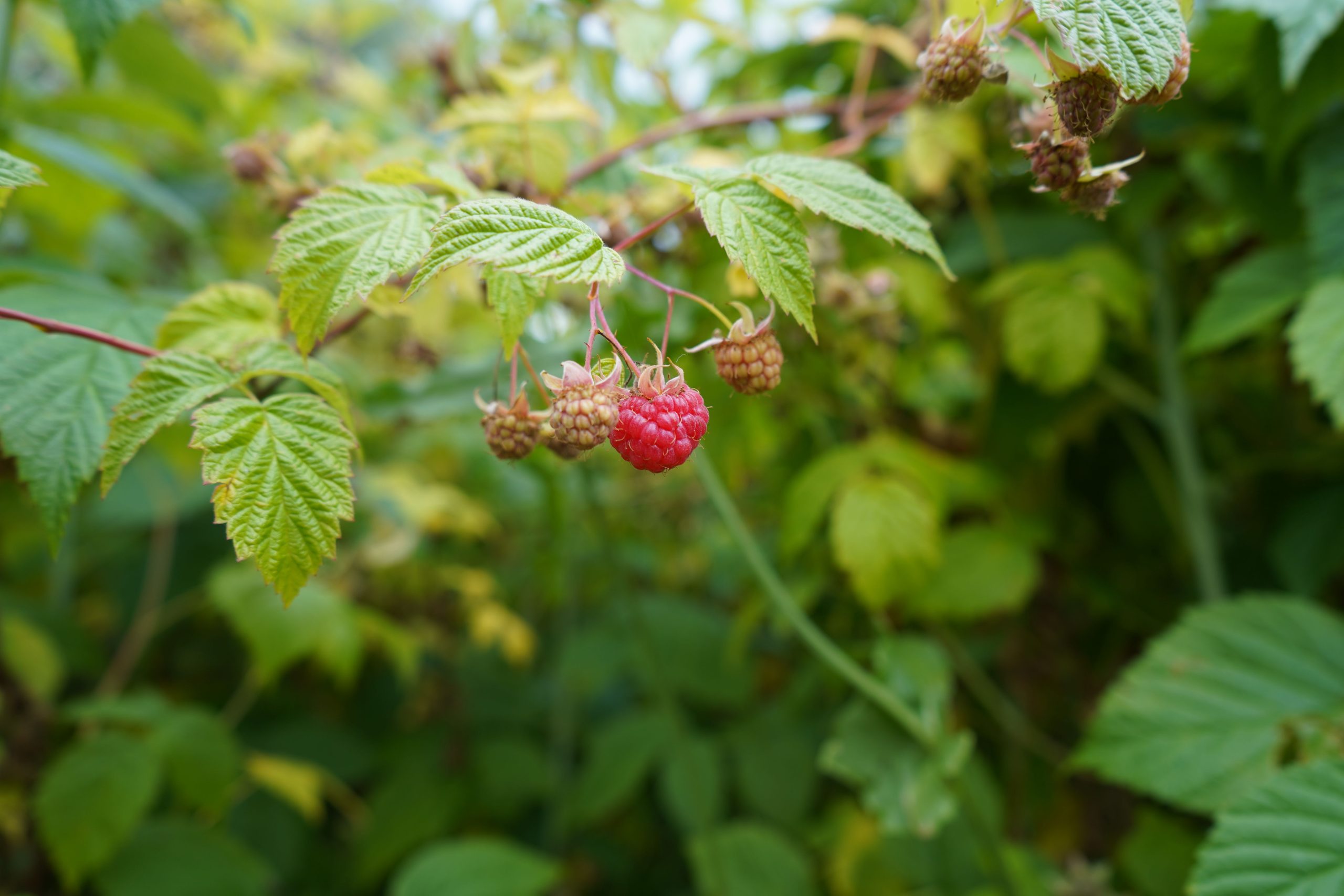 Framboises rouges brillantes sur vignes feuillues