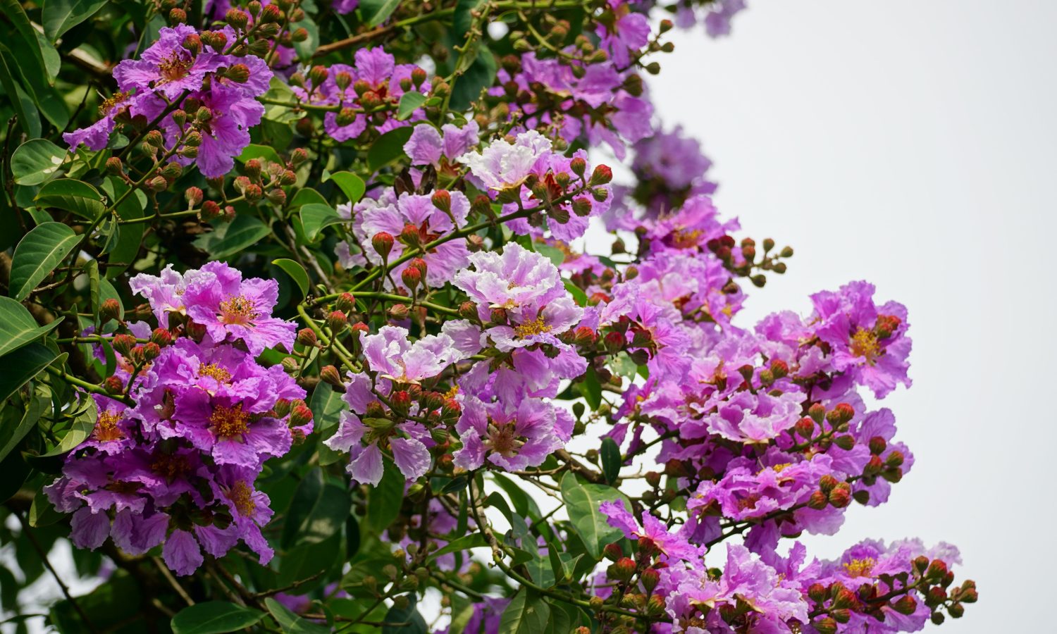 Lilas des indes nain : quelle hauteur attendre à l’âge adulte ?