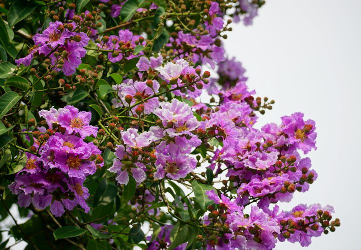 Lilas des indes nain : quelle hauteur attendre à l’âge adulte ?