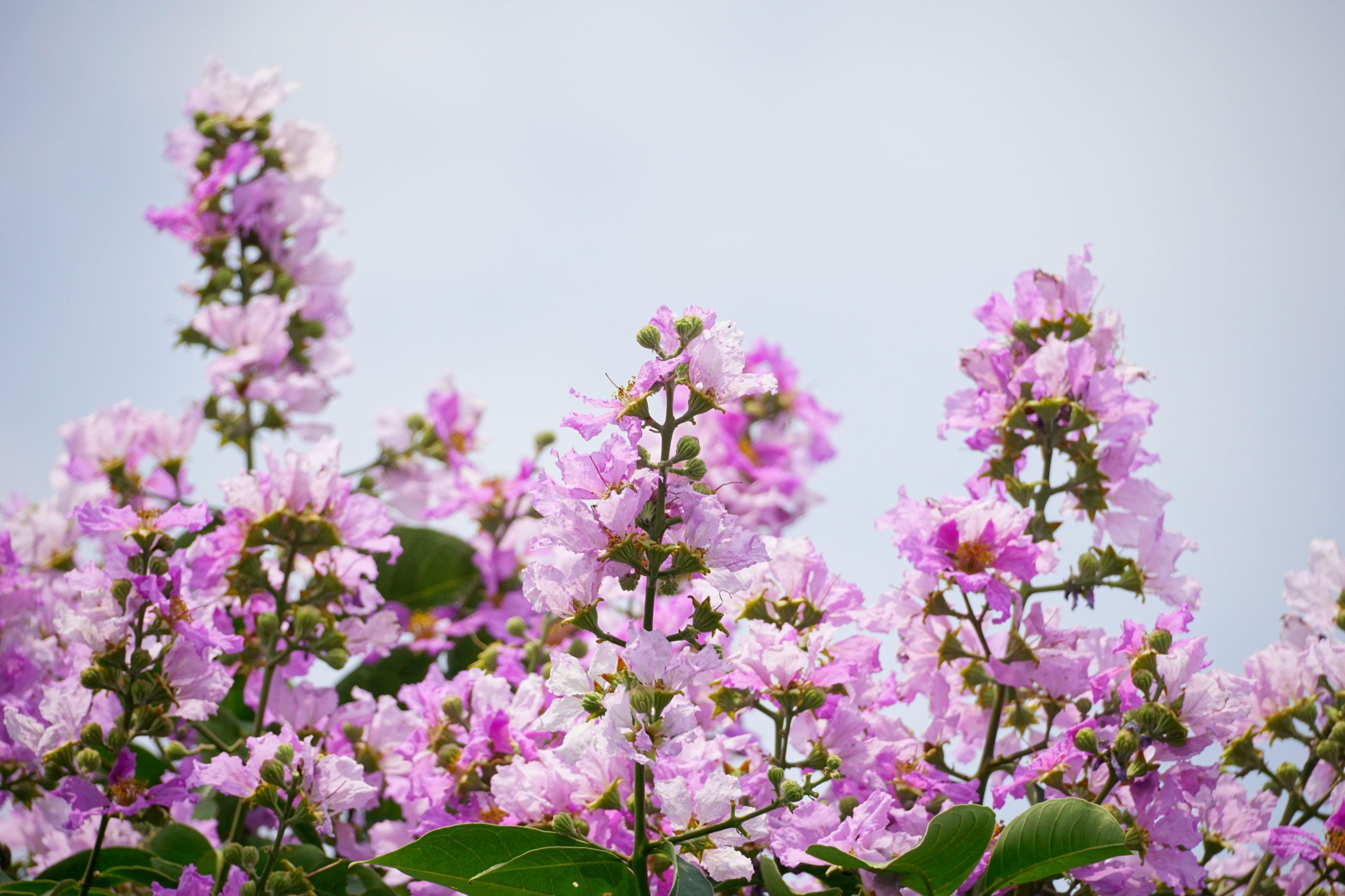 Fleurs rose vibrant du lilas des indes nain