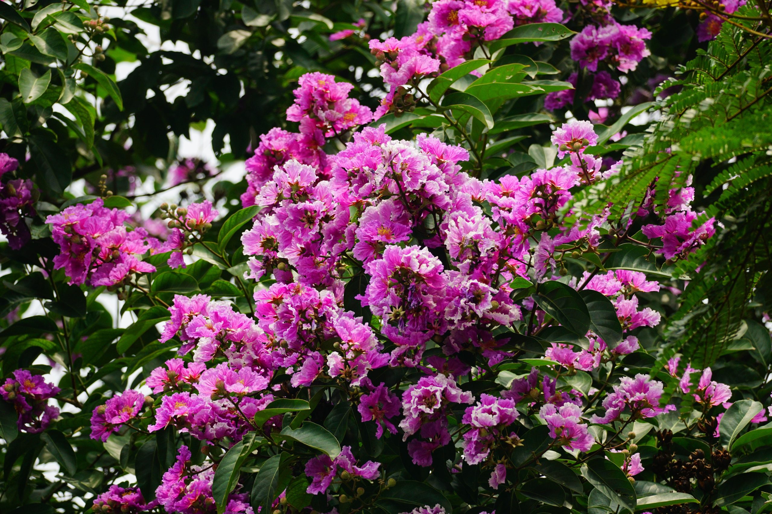 Grappe de fleurs rose vif du lilas des indes