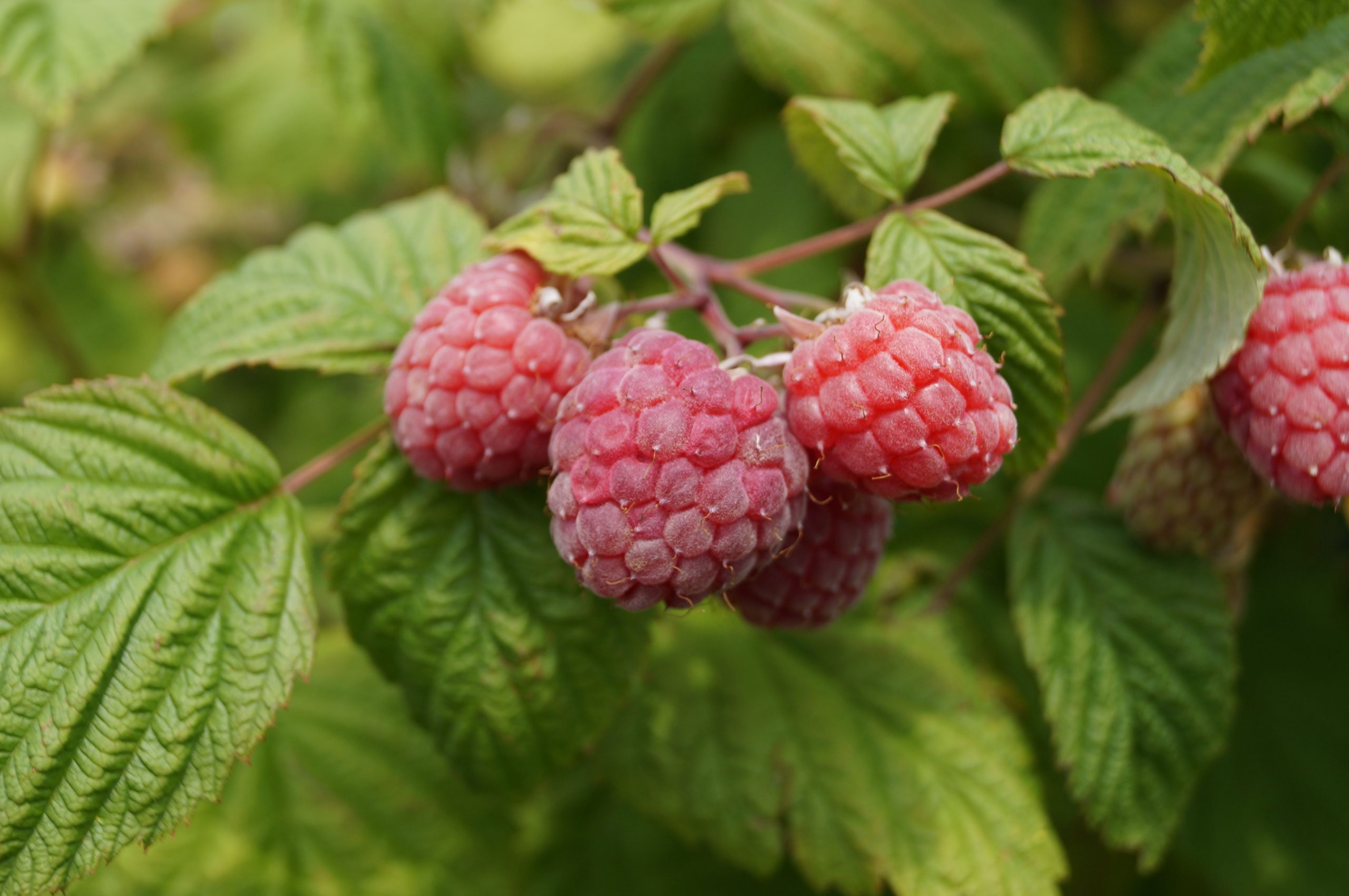 Framboises rouges mûres parmi feuilles vertes