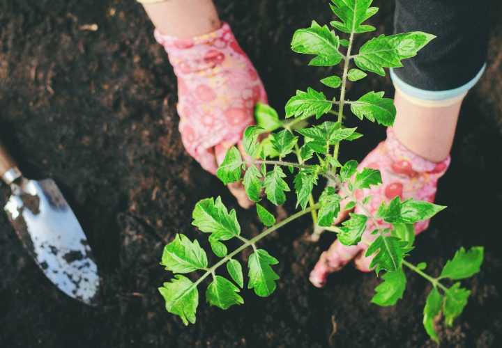 Par où commencer pour adopter un mode de vie écologique ?