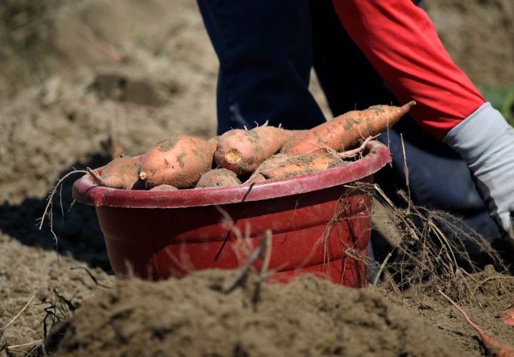 Comment planter des patates douces pour bien récolter ?
