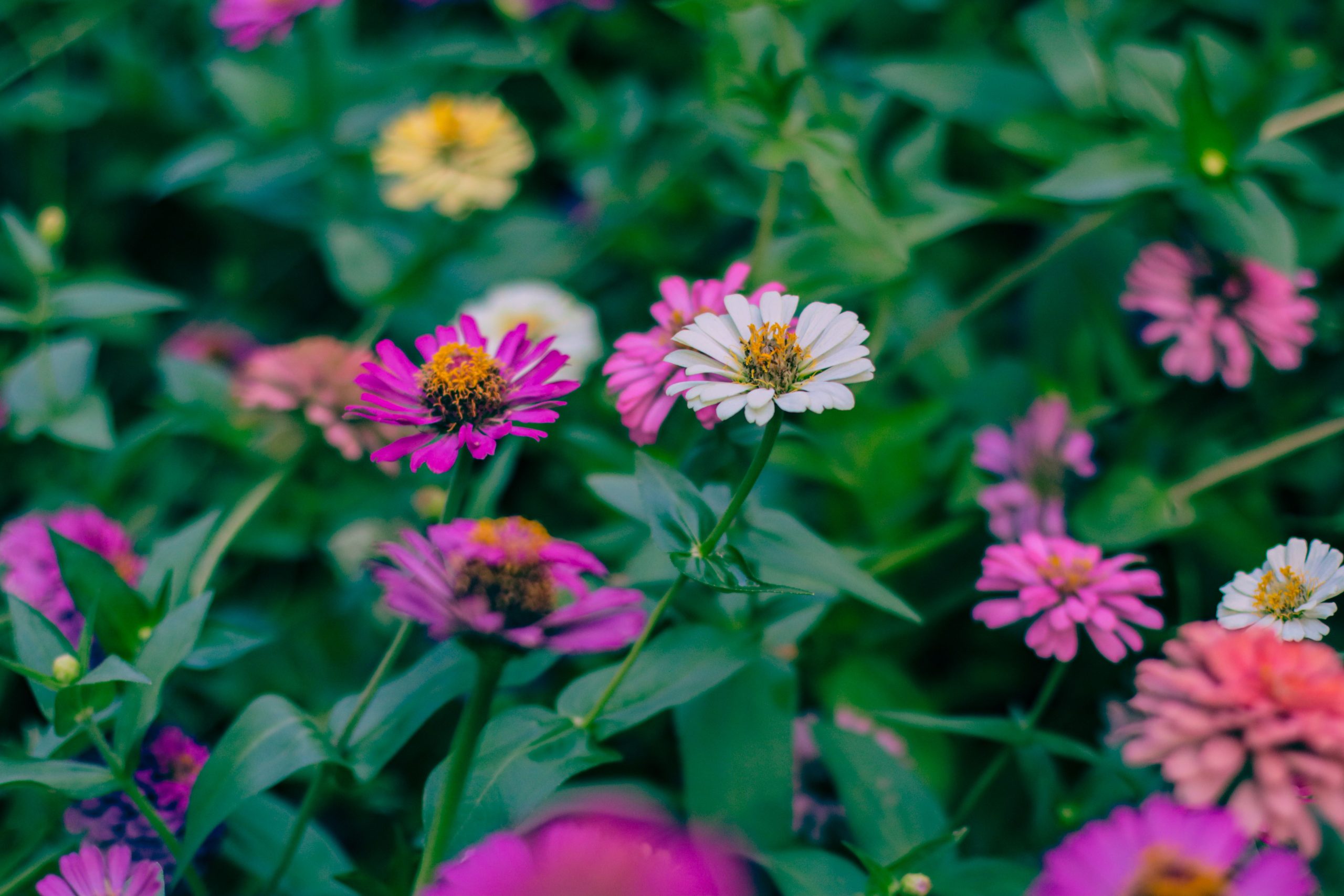 Fleurs de zinnia colorées parmi le feuillage vert