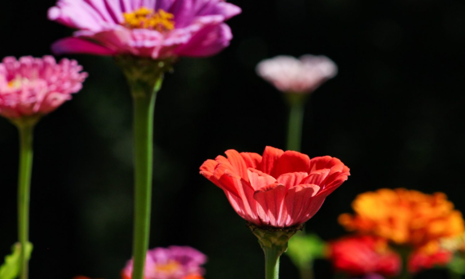 Zinnia vivace ou annuelle : quelle différence pour ton jardin ?