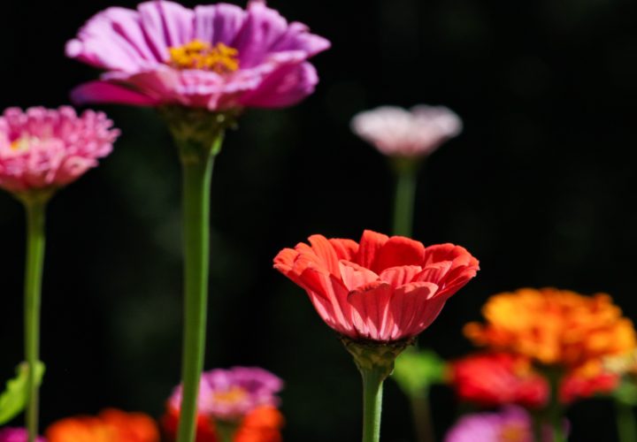 Zinnia vivace ou annuelle : quelle différence pour ton jardin ?