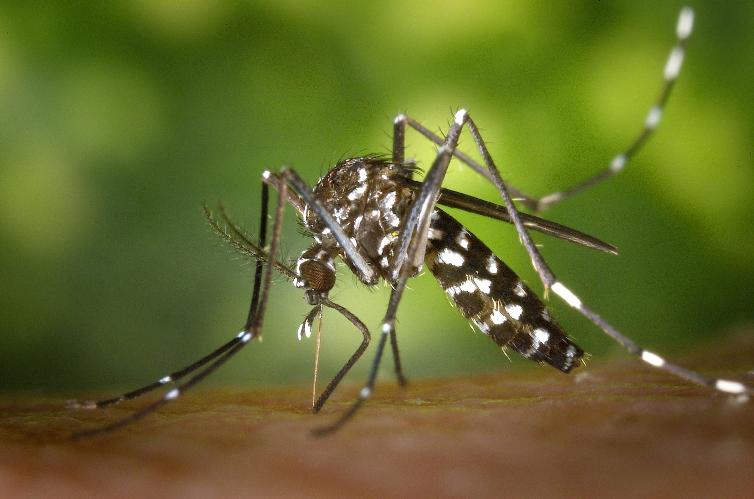 Macro du moustique Aedes albopictus sur peau
