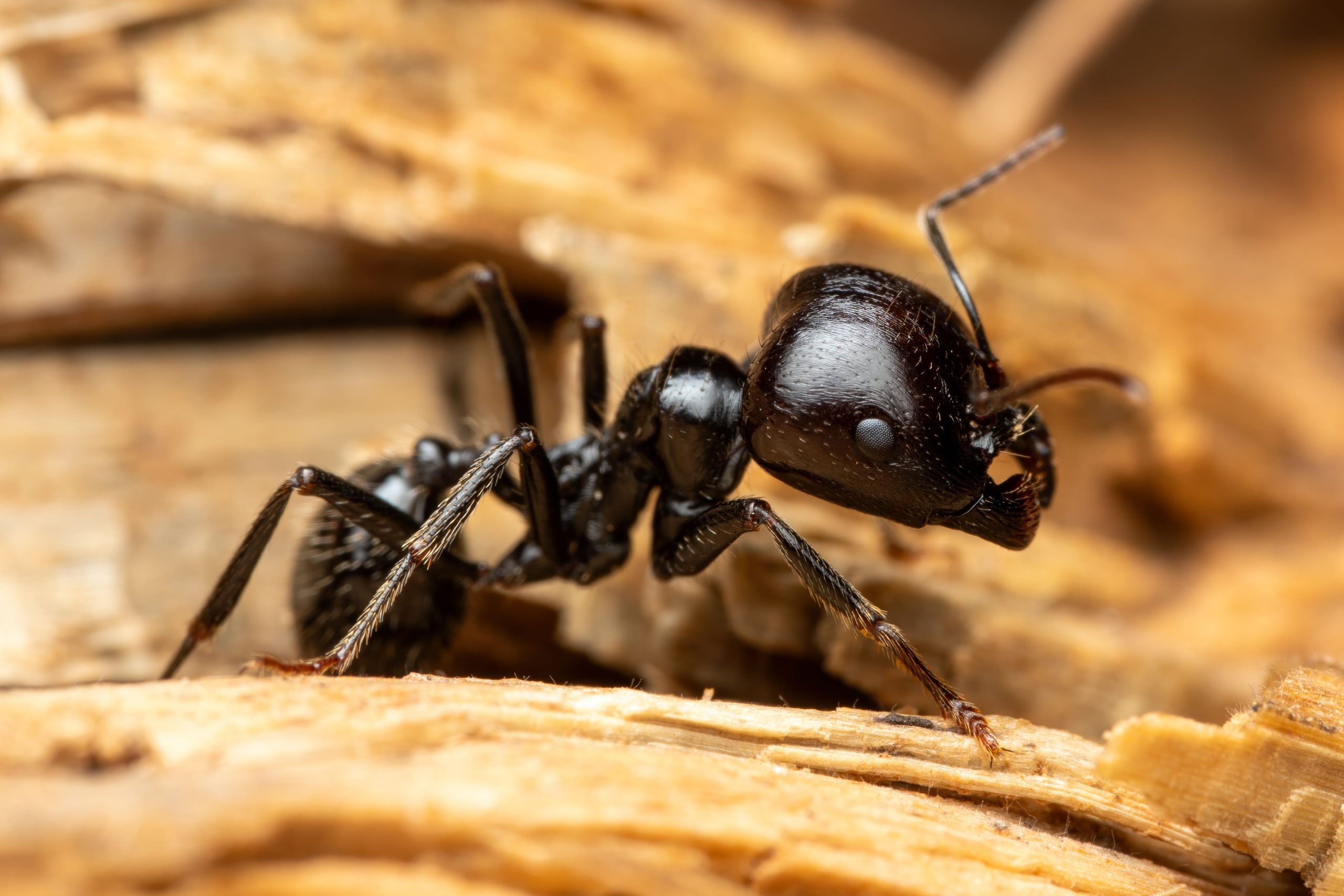 Camponotus explorant surface bois en gros plan