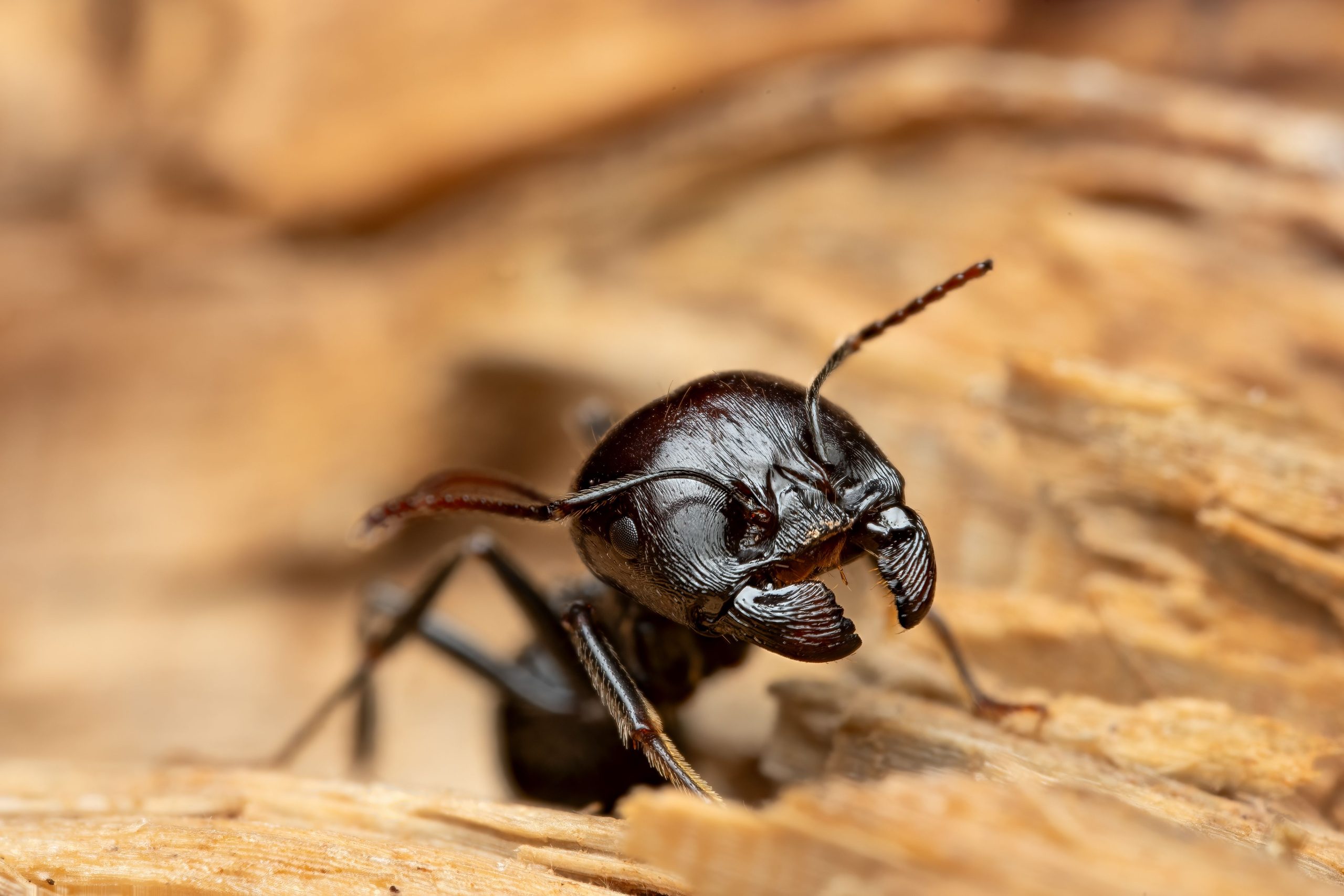 Fourmi charpentière macro lumière naturelle bois