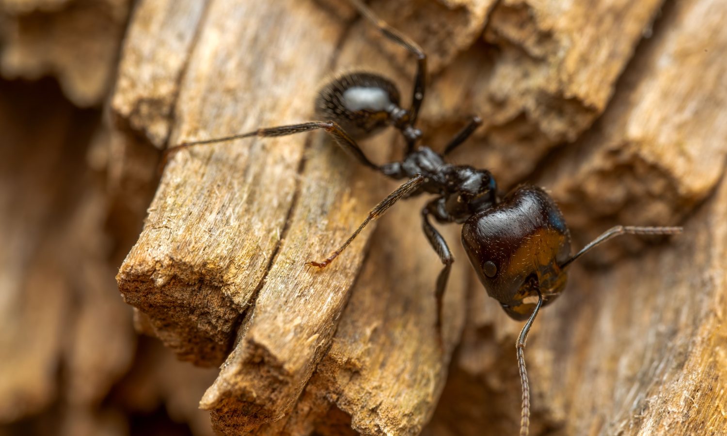 Fourmis charpentière : quand faut-il vraiment s&rsquo;inquiéter ?