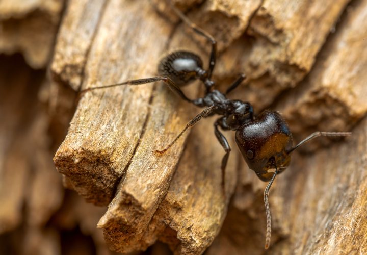 Fourmis charpentière : quand faut-il vraiment s&rsquo;inquiéter ?