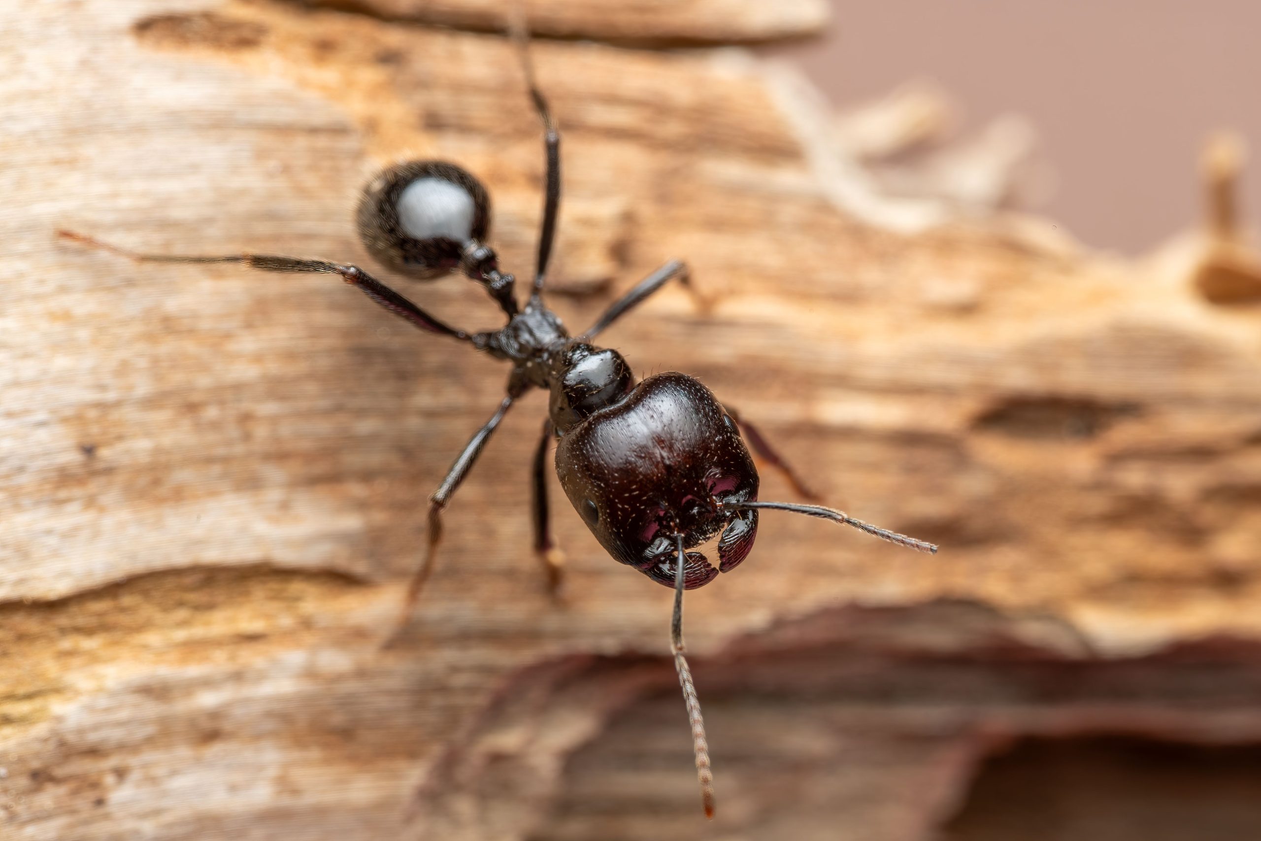 Fourmi charpentière détail texture bois naturel