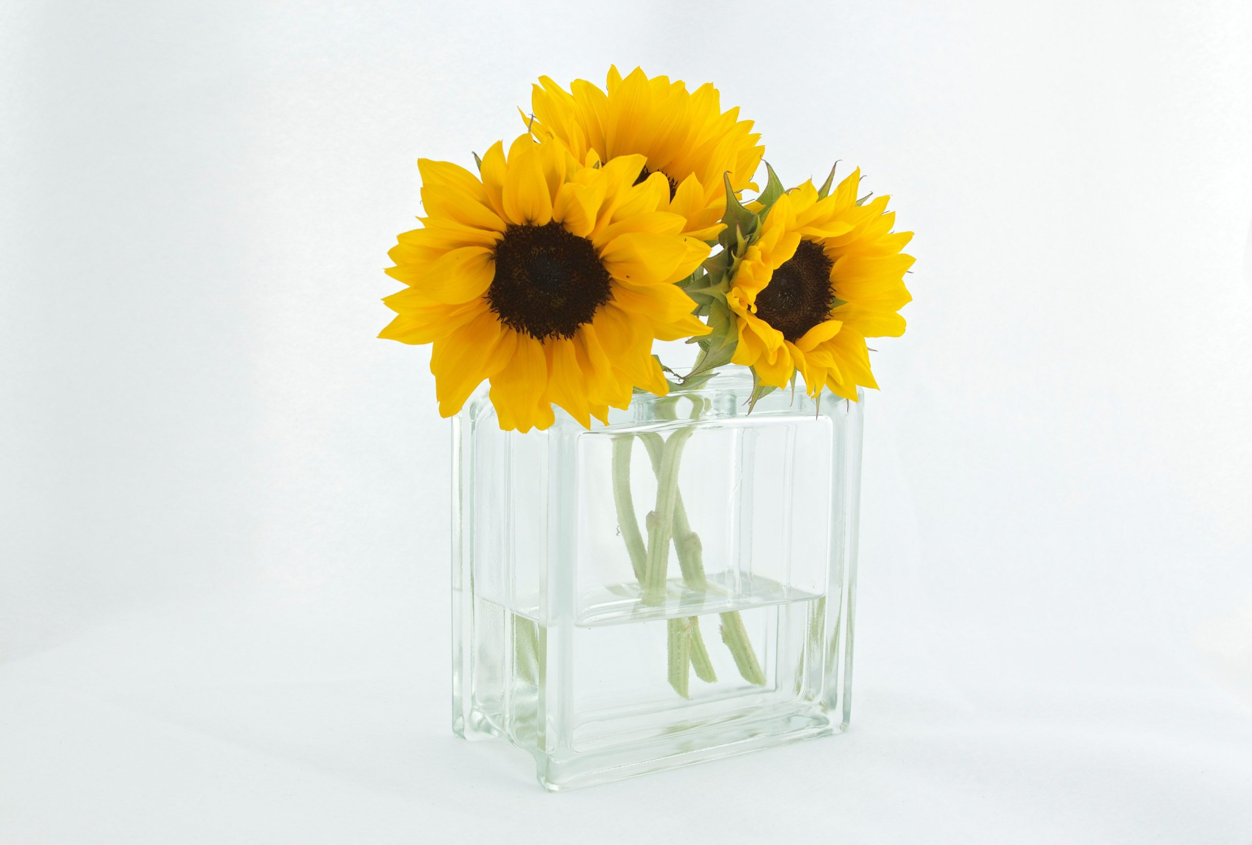 Tournesols jaunes éclatants dans un vase transparent minimaliste.