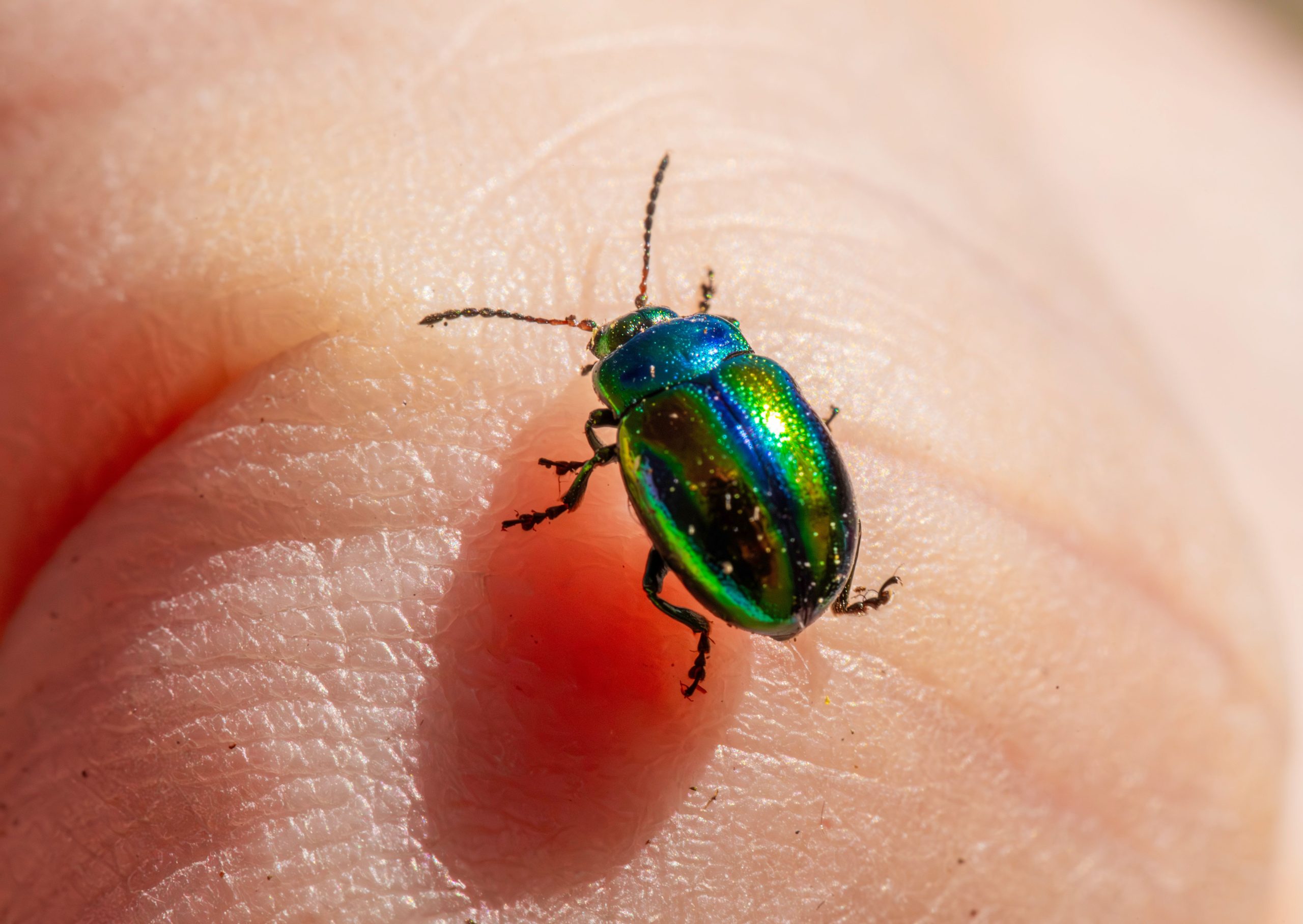 Coléoptère vert métallisé sur peau humaine